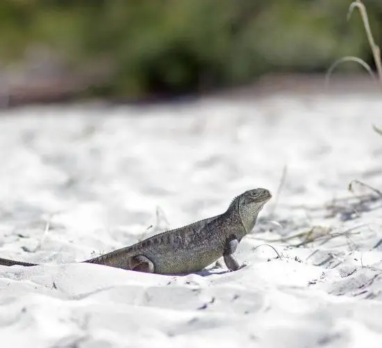 A rock iguana on the sand at Little Water Cay
