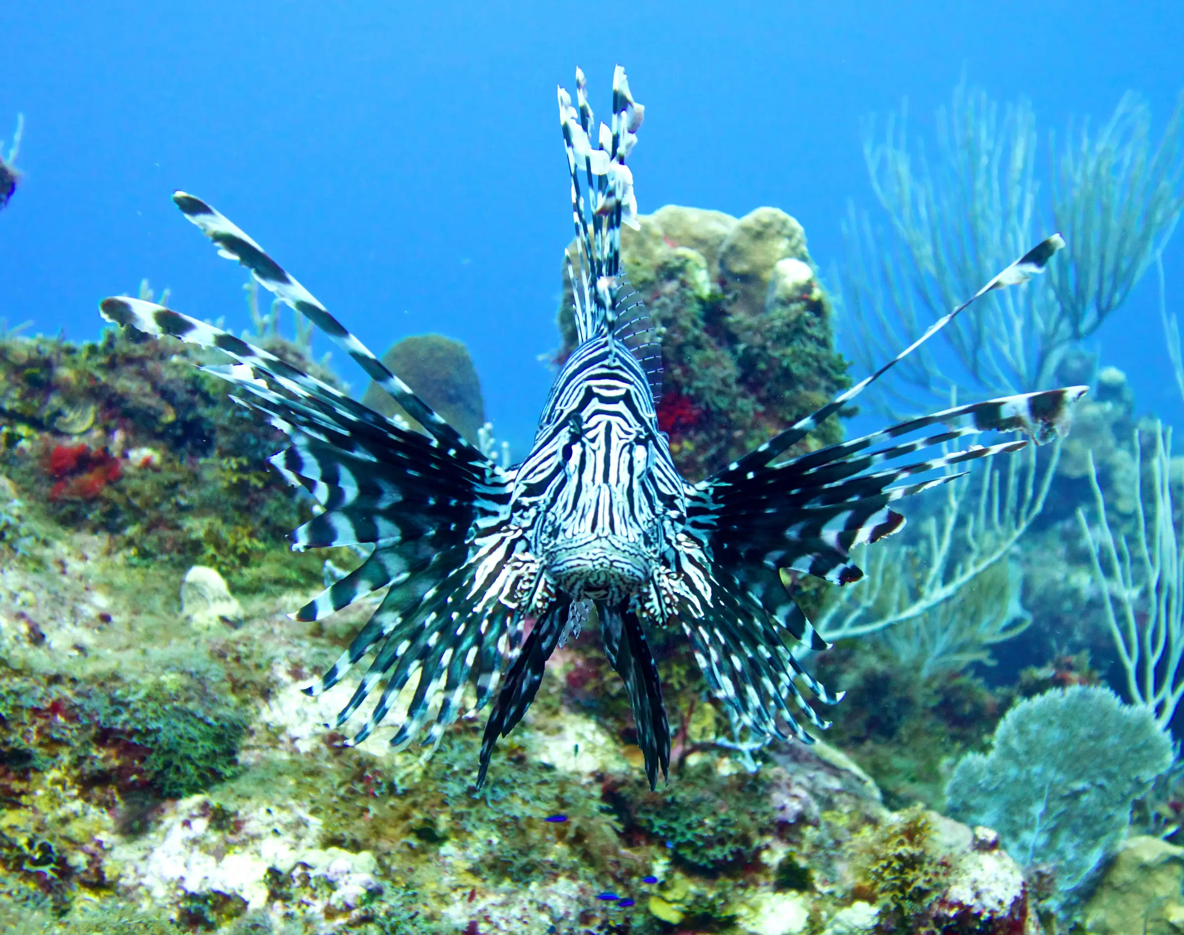 A lionfish over a coral reef
